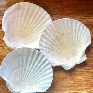 Set of Three Decorative Shell Plates